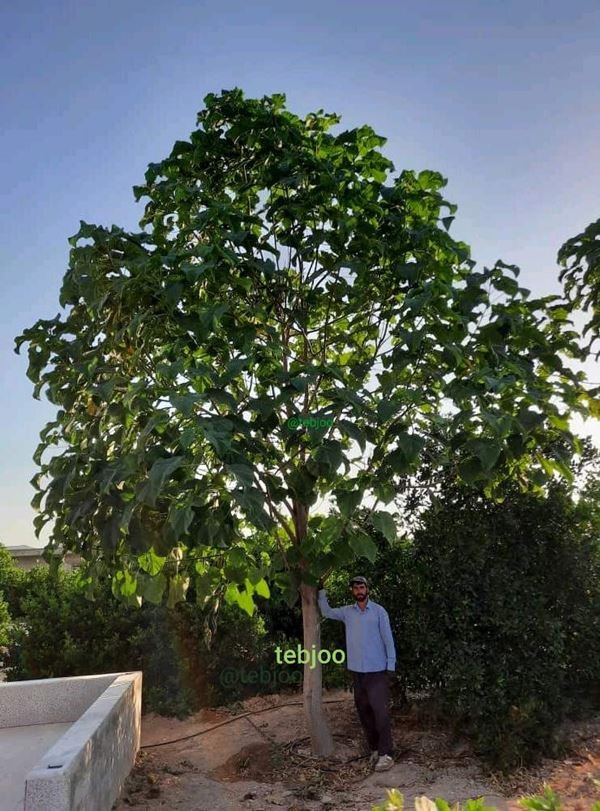 نهال پالونیا هیبرید اصلاح شده طب جو نهال پائولونیا هیبریدی انواع نهال پالونیا درخت پالونیا هیبرید طب جو